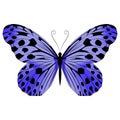 Beautiful exotic butterfly motley purple color.Vector illustration  on a white background. Royalty Free Stock Photo